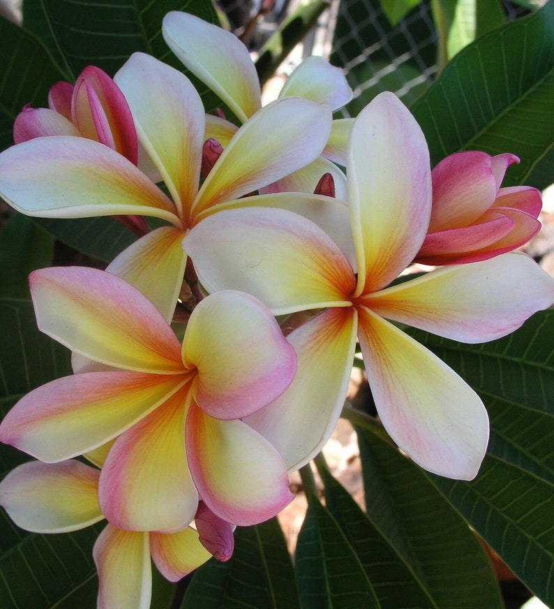 Cuttings Plumeria Tropicals Black Cyclone Plumeria Frangipani