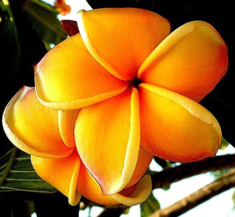 50 Plumeria Frangipani Seeds Great Mixed Colors Very Fresh