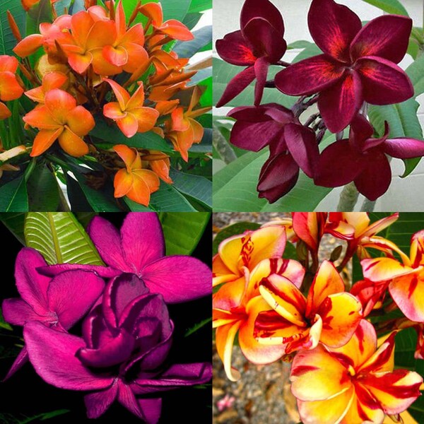Tres (3) Plumeria bien ARRAIGADA de 3"a 5" de altura MYSTERY MIXED" Plántulas- U.S.A. Seller & Grower Free Shipping-Leaves And Soil Removed