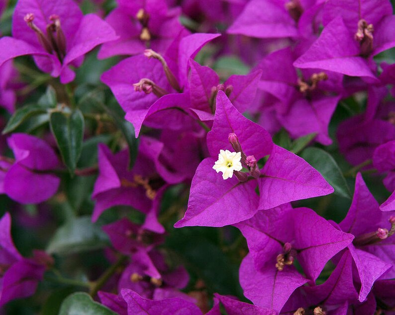 Бугенвиллия Queen Violet