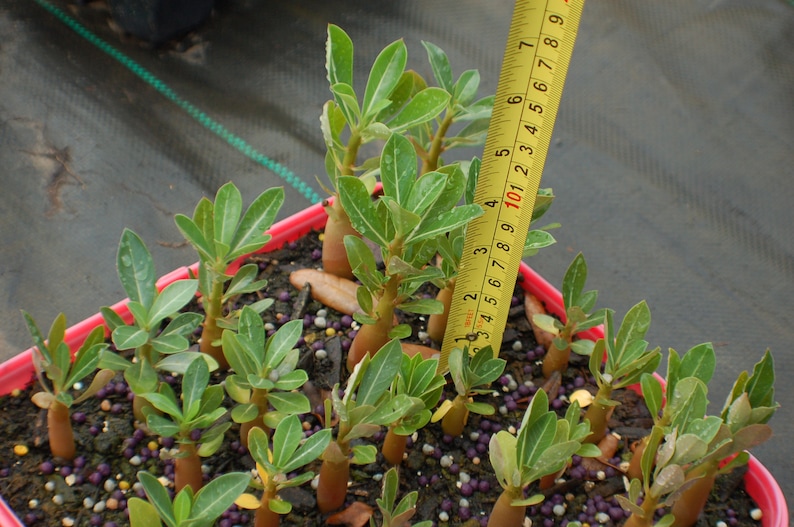 Rare /& Unique /'JARUNTONG/' #98 Well Rooted Healthy AdeniumDesert Rose Seedlings Free Shipping 3 USA Grower-Seller Three
