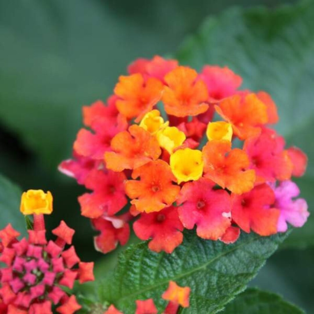 Three 3 Multicolor 'confetti' LANTANA Starter Plants Etsy