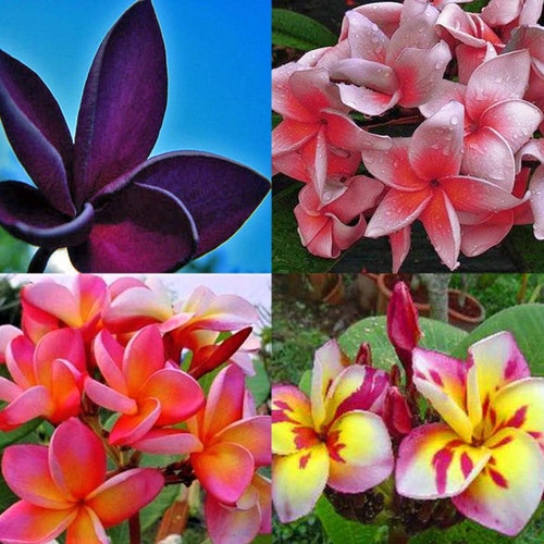 Three (3) Well ROOTED Plumeria 3" to 5" Tall MYSTERY MIXED" Seedlings- U.S.A. Seller & Grower Free Shipping-Leaves And Soil Removed