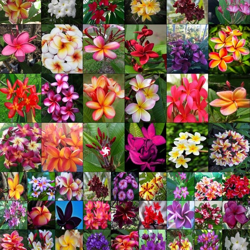 Plumeria/Frangipani/Flowers/Plants/"Mixed"/ 110 seeds 