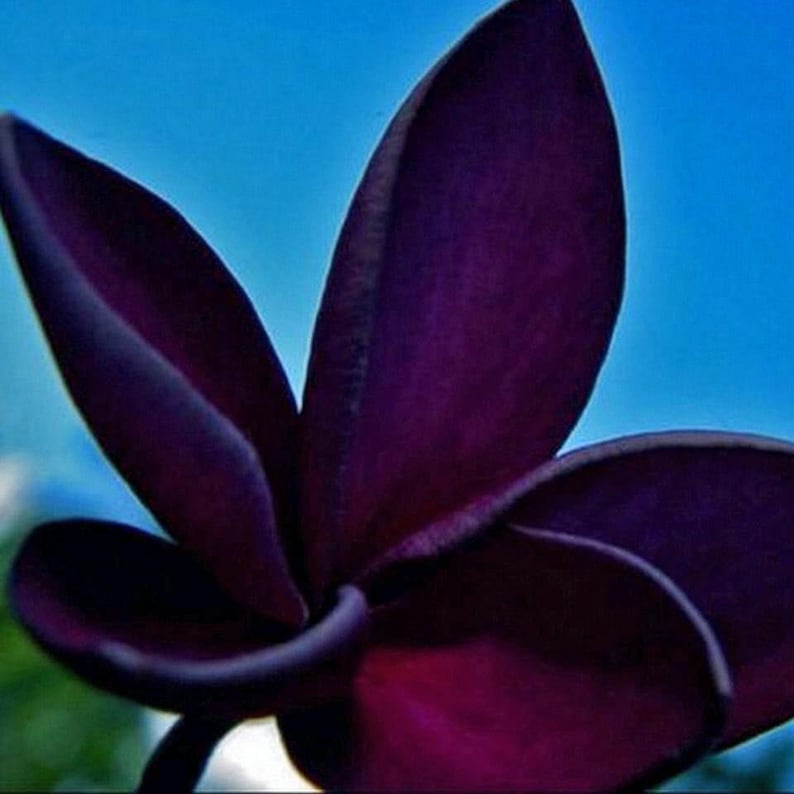 15 High Quality BLACK RED PlumeriaFrangipani Fresh Seeds USA SellerFree Shipping