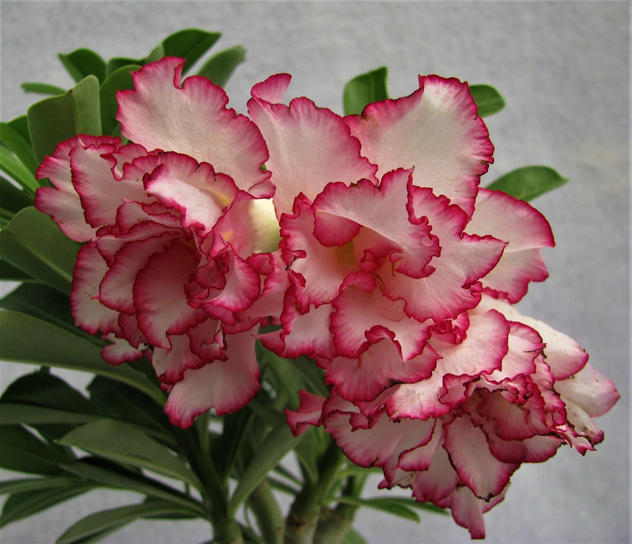 15 Peakfha 268 Fresh Desert Rose Adenium Seeds Grow Your Etsy