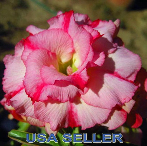 15 Adenium-Desert Rose LUCKNIRUN Seeds New Fresh Rare USA Seller Free Shipping