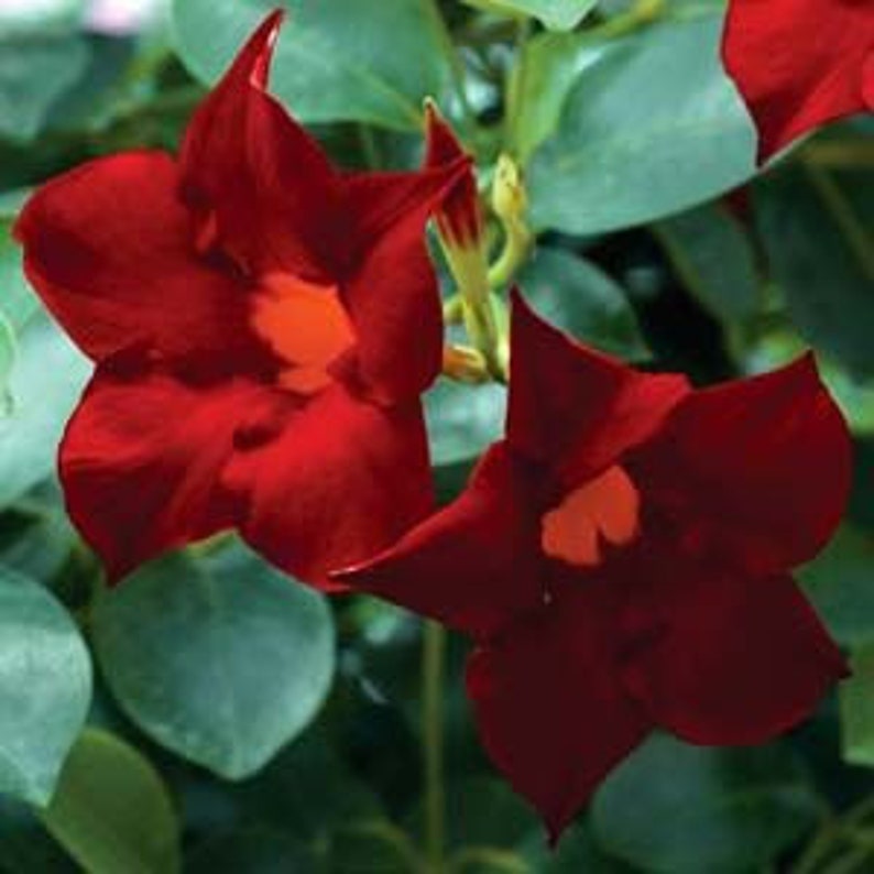 Vining Mandeville DARK RED Wellrooted Starter Plants 68 Etsy