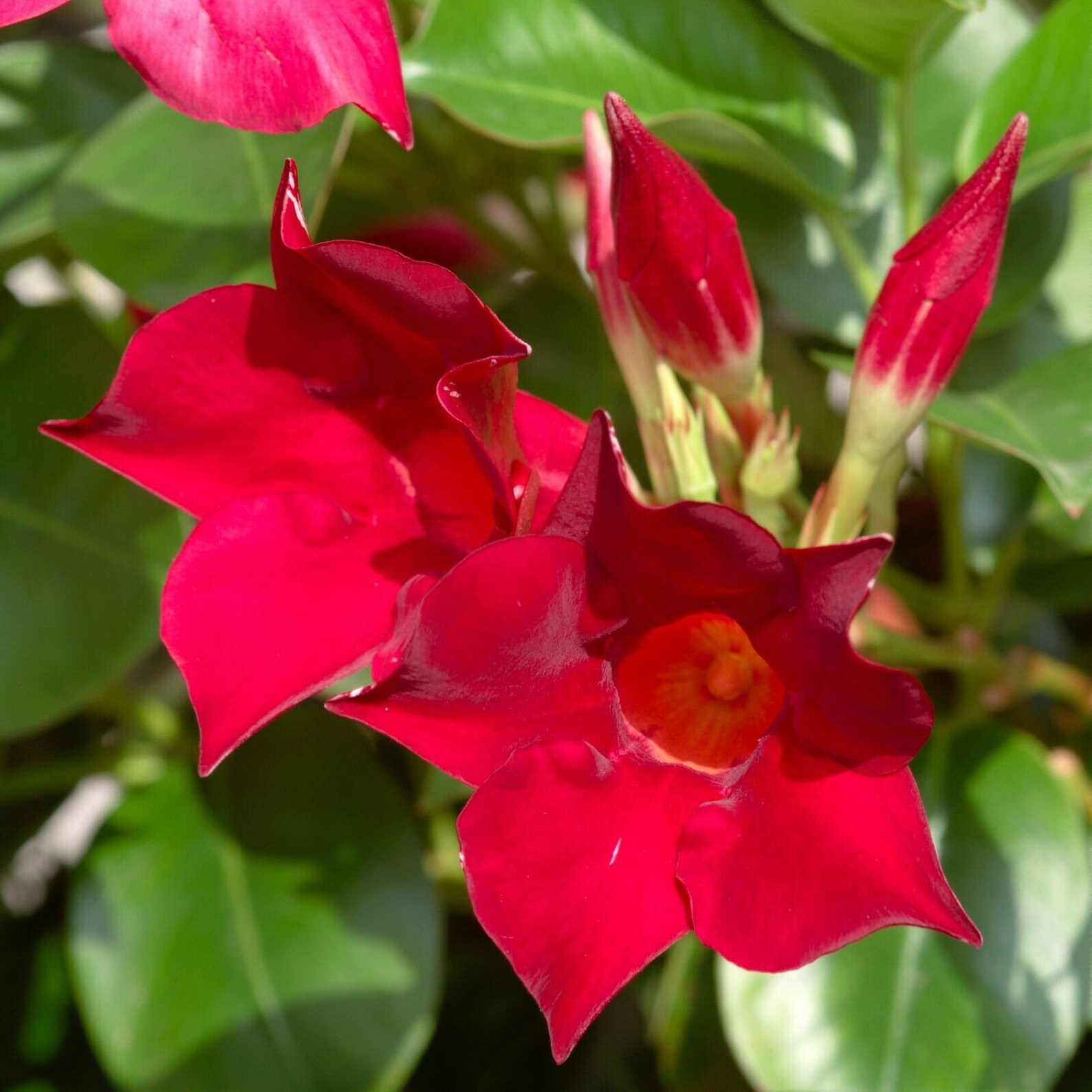 Three 3 1012 Inches Long Red' Vining Mandevillea Etsy