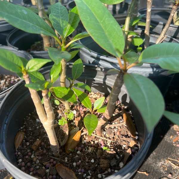 Plumeria Three (3) Well Rooted' ** 5++ pulgadas" Tall MYSTERY MIXED" Plantones/Yearlings- Leaves And Soil Remover, U.S.A. Grower