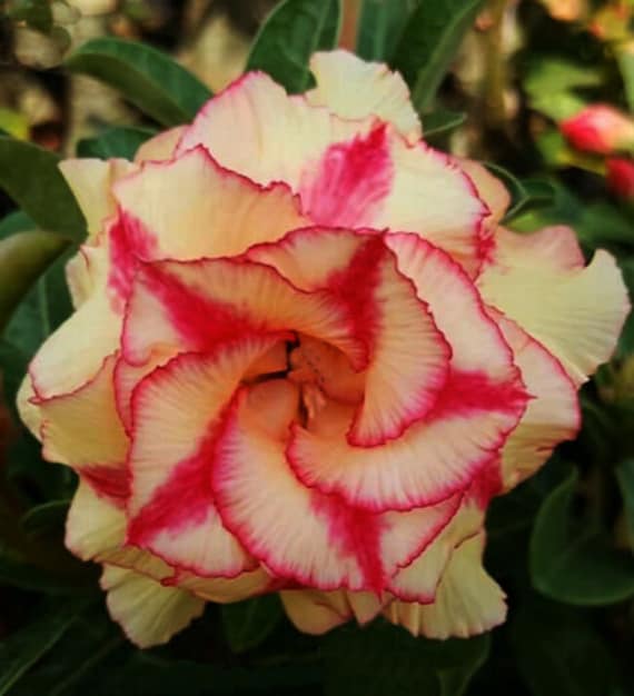Adenium Obesum Desert Rose /"Moung Dum/" 100 Seeds