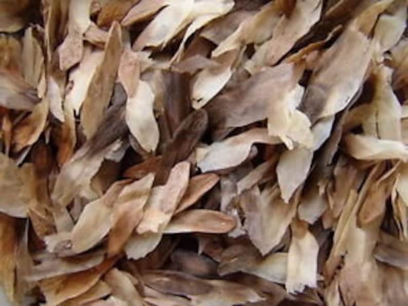 25 High Quality ORANGE RAINBOW PlumeriaFrangipani Fresh Seeds USA SellerFree Shipping