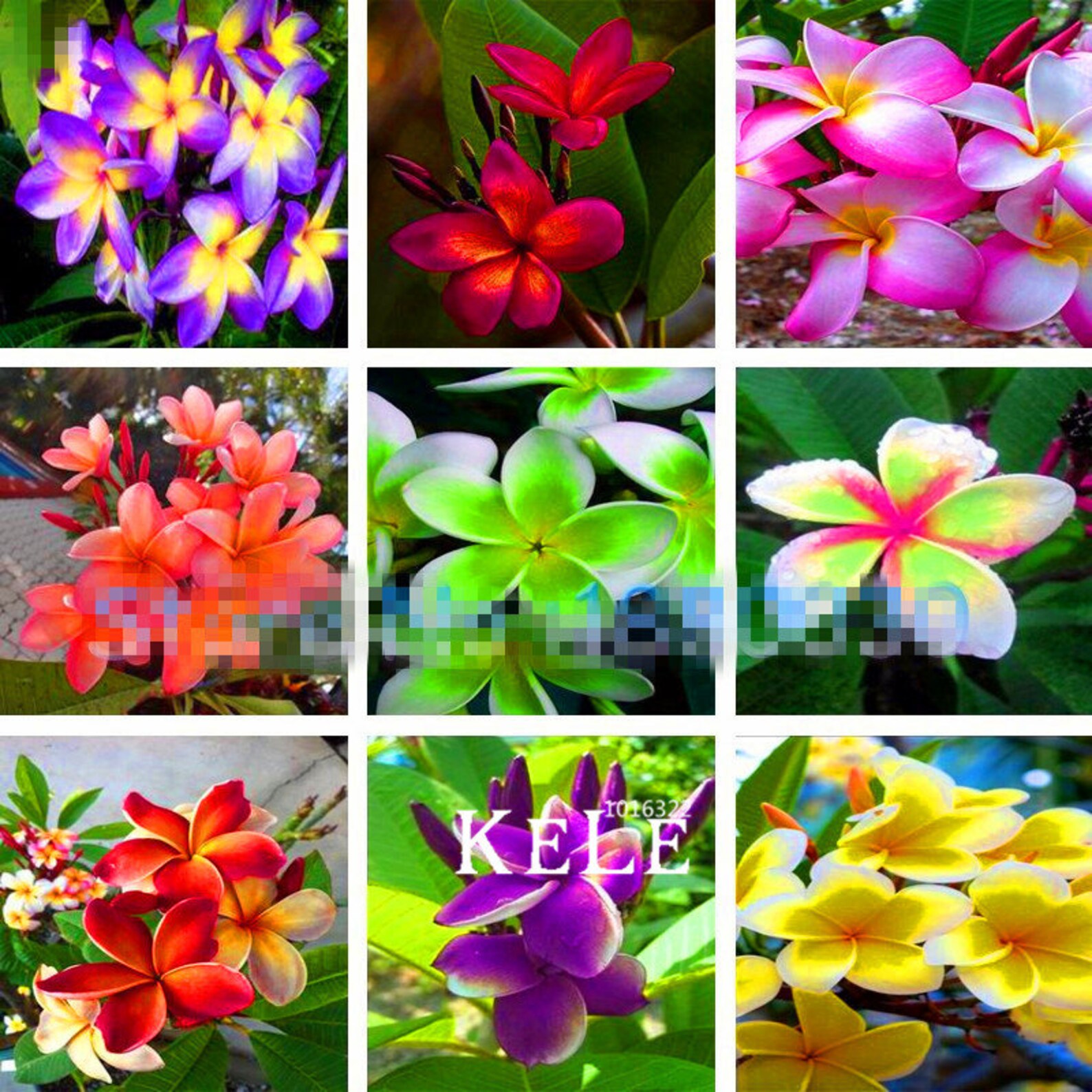100 FRESH Plumeria/frangipani Seeds Great Mix of Colors and Etsy