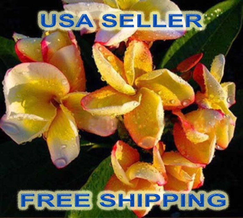 25 High Quality ORANGE RAINBOW PlumeriaFrangipani Fresh Seeds USA SellerFree Shipping