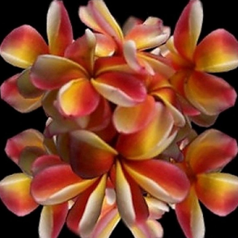 50 FRESH Plumeria/Frangipani Seeds Great Mix of Colors and