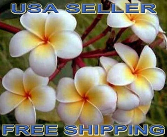 7 Rare Ladavan Plumeria Frangapani Fresh Seeds Etsy