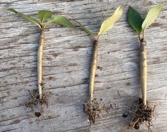 Plumeria Three (3) Well ROOTED' ** 5++ inches" Tall MYSTERY MIXED" Seedlings/Yearlings- Leaves And Soil Removed, U.S.A. Grower