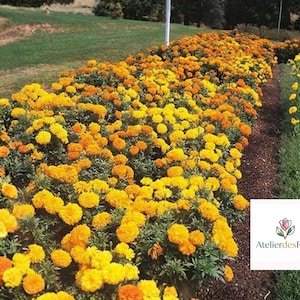 400 Crackerjack Marigold Seeds Mixed Colors Tall African Marigold Easy Grow