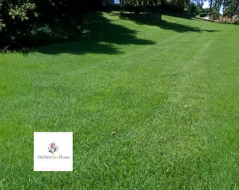 Zenith Zoysia Grass 1000 Seeds – Starter Sample Kit Warm Season Lawn Grass