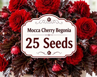 25 graines de bégonia Mocca Cherry à planter | Fleur rouge cerise | Jardin ombragé | Pot de terrasse