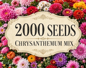 2000 Chrysanthemum Seeds for Planting | Mixed Color Mum Flower | Colorful Cottage Garden Flowers | Seeds