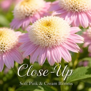 Close-up of Strawberry Cream Coneflower flowers showcasing soft strawberry pink petals blending into creamy white surrounding a prominent copper cone center.