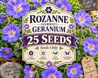 25 graines de géranium Rozanne | Vivace rustique à fleurs bleu-violet (graines seulement)