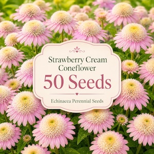 50 Strawberry Cream Coneflower seeds featuring elegant strawberry pink and creamy white blooms