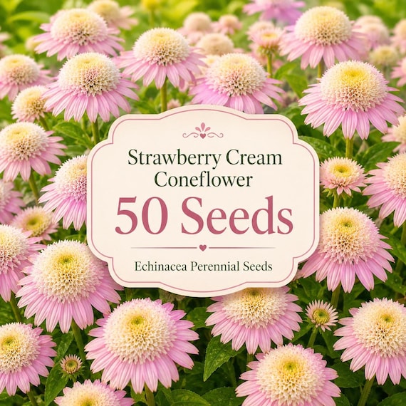 50 Strawberry Cream Coneflower Seeds – Heirloom Echinacea Perennial Flower Seeds for Butterfly Gardens