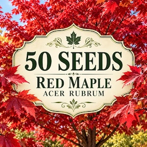 50 Red Maple Seeds • Ornamental Shade Tree, Red Foliage Potential