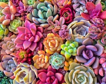 200 semillas de suculentas variadas para plantar • Suculentas • Colección de variedades coloridas • Plantas de interior y exterior