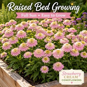Strawberry Cream Coneflowers thriving in raised garden beds with vigorous perennial growth and abundant summer blossoms under full sun.