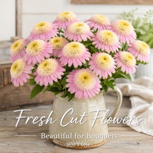 Freshly cut Strawberry Cream Coneflower blooms arranged in a rustic vase highlighting their elegant pink and cream petals for beautiful floral displays.