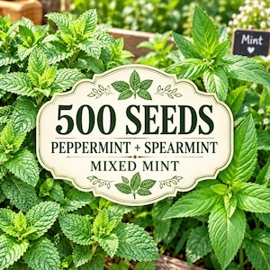 以下が含まれることがあります： 500 SEEDS PEPPERMINT + SPEARMINT MIXED MINTと書かれた濃い緑色の文字と葉のイラストが描かれたクリーム色の装飾ラベルが、庭の鮮やかで緑豊かなペパーミントとスペアミントの植物のパッチの上に配置されています。