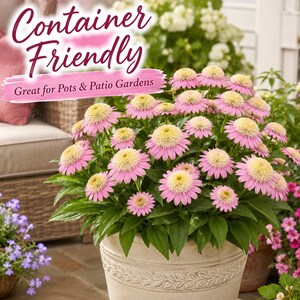 Strawberry Cream Coneflower growing successfully in decorative patio containers producing vibrant blooms throughout the flowering season.