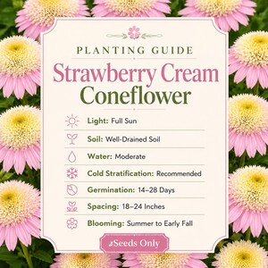 Planting guide for Strawberry Cream Coneflower seeds showing full sun, well-drained soil, moderate watering, cold stratification, 14–28 day germination, and perennial growing information.