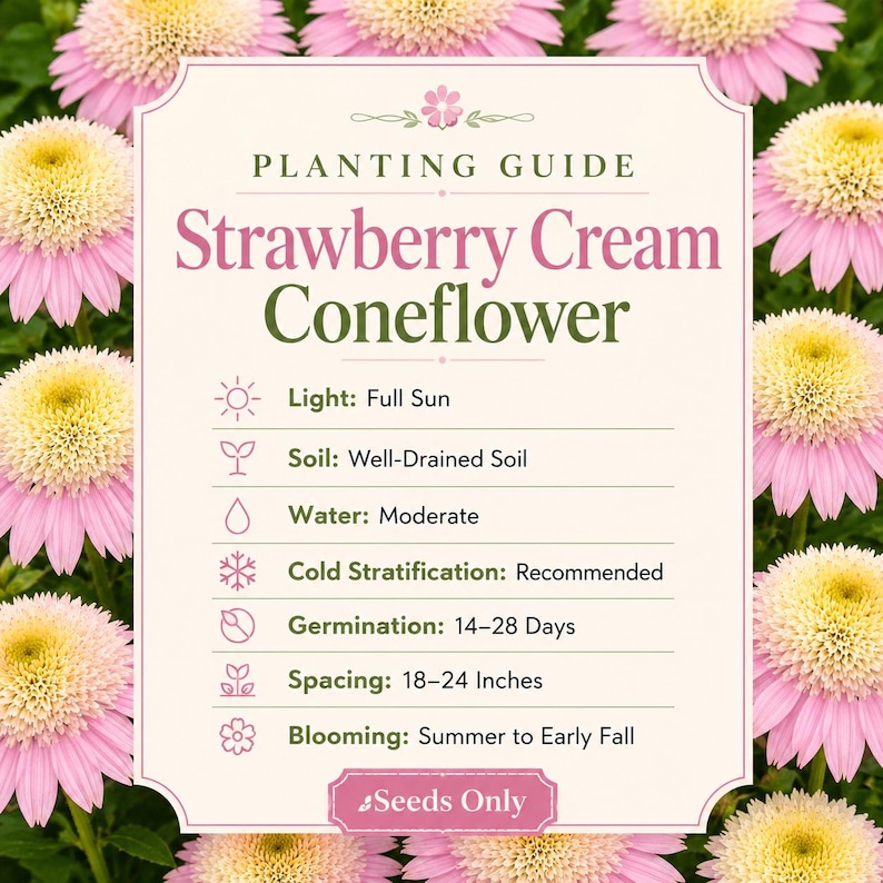 Planting guide for Strawberry Cream Coneflower seeds showing full sun, well-drained soil, moderate watering, cold stratification, 14–28 day germination, and perennial growing information.