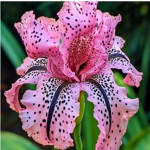 Puede incluir: Primer plano de una flor de iris rosa con manchas y rayas negras. La flor tiene pétalos rizados y un tallo verde, sobre un fondo verde borroso. El patrón y el color únicos de la flor la convierten en una imagen floral llamativa.