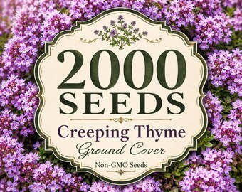 2000 graines de thym rampant | Plante herbacée vivace couvre-sol | Semences de remplacement pour pelouse
