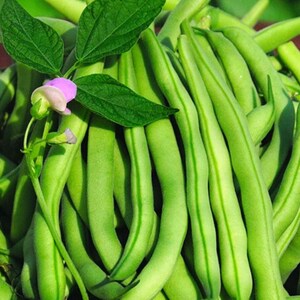 Haricot nain amélioré Tendergreen - Haricot vert sans fil Légume patrimonial pour le jardin + de 15 graines