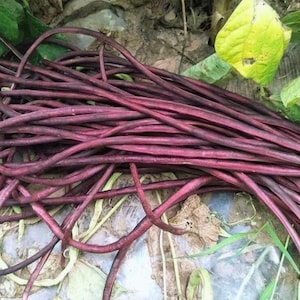 May include: A collection of fresh, dark red yardlong beans, also known as Chinese long beans, with a smooth texture. The beans are intertwined, with some curved and others straight. Green leaves and brown soil are visible in the background.