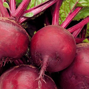 May include: Close-up of several fresh beets. The beets are a deep reddish-purple color with green leaves and reddish stems. The beets have a round shape and are partially covered by the leaves and stems.