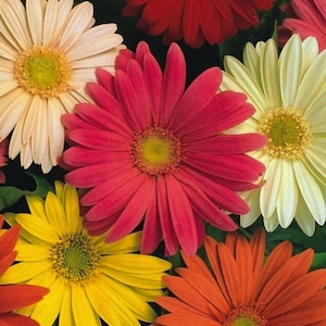 Può includere: Un vivace assortimento di margherite Gerbera in piena fioritura. I fiori mostrano una gamma di colori, tra cui rosso, giallo, arancione e crema, con un fogliame verde scuro sullo sfondo. I petali sono disposti attorno a un disco centrale giallo.