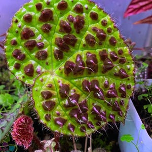 Begonia ferox - Etsy 日本