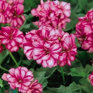 Op de afbeelding: Close-up van levendige roze geraniumbloemen met witte strepen. De bloemen staan in volle bloei, omringd door groene bladeren. De afbeelding toont de ingewikkelde details van de bloemblaadjes en het weelderige, gezonde blad.