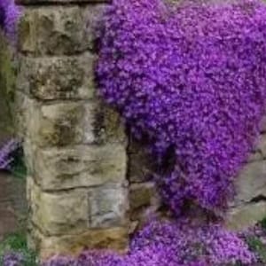 Creeping Thyme or Blue Rock Cress Purple Ground Cover Flower for Garden 100 Seeds