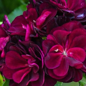 Op de afbeelding: Close-up van een cluster van diep bordeauxrode geraniumbloemen. De bloemblaadjes zijn gelaagd en getextureerd, met een fluweelachtig uiterlijk. De bloemen hebben een rijke, donkere kleur, met hints van magenta en een paar groene bladeren op de achtergrond.