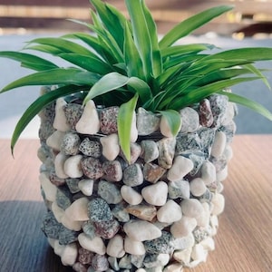 Può includere: Un vaso cilindrico decorato con un mosaico di piccoli ciottoli multicolori. Contiene una pianta verde con foglie lunghe e sottili. I ciottoli sono in varie tonalità di bianco, grigio e marrone. Il vaso è su una superficie di legno.