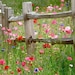 RusticPrairieCottage
