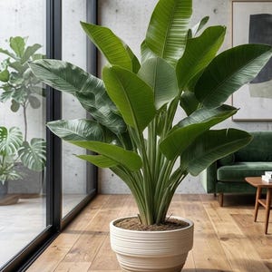 May include: A large bird of paradise plant with broad, vibrant green leaves growing from a central stem. The plant is potted in a round, off-white ceramic planter featuring horizontal ribbed textures along the exterior surface of the container.